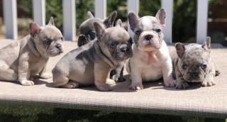 K dispozici krásná štěňata francouzského buldočka 