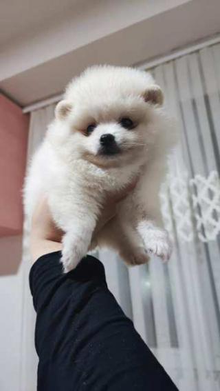 Mláďata pomeranianských psů