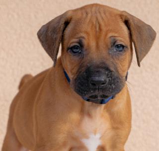 Prodám štěně Rhodéský ridgeback s PP