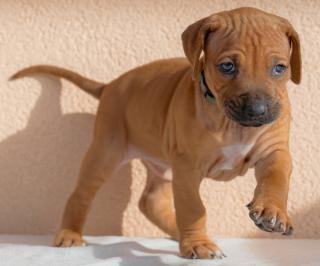 Prodám štěně Rhodéský ridgeback (fenka) s PP