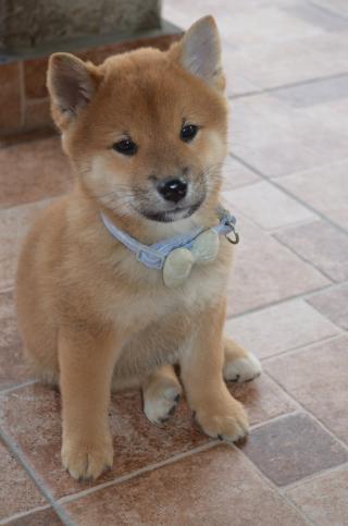 Shiba Inu krásná štěňátka