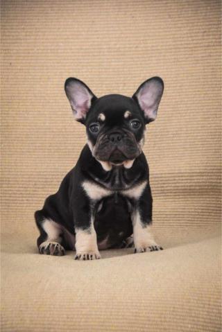 Francouzský buldoček Exotická štěňata
