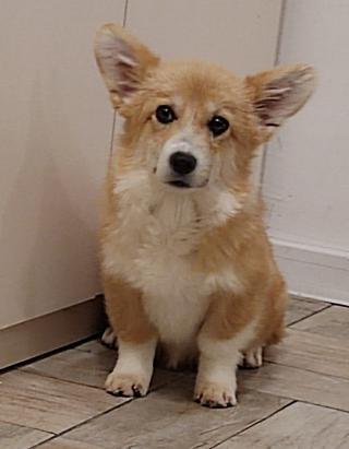Pembroke Welsh Corgi štěňata