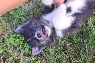 Štěňata Akita Inu