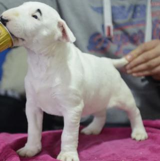 Standardní bulteriér štěňata