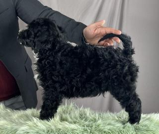 Portugalský vodní pes štěňata