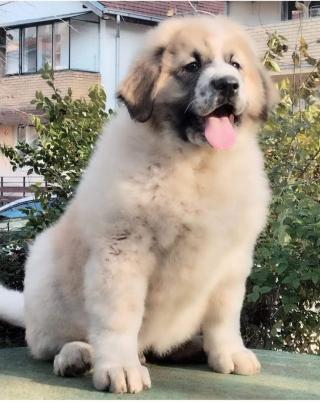 Kavkazský ovčák štěňata