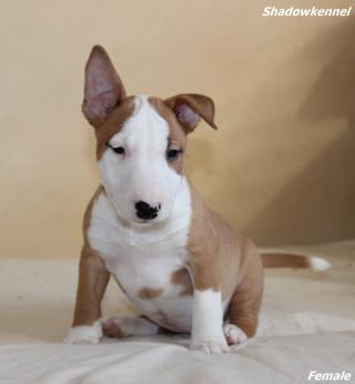 Mini bulteriér štěňata