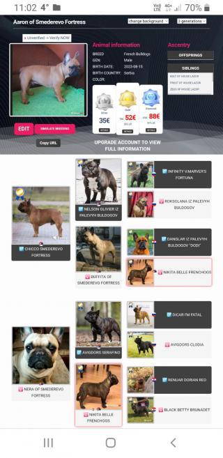 Francouzský buldoček štěňata