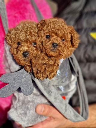 Hračka červených pudlíků