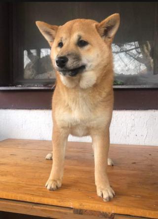 Shiba Inu štěňata
