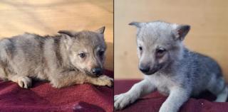 Československý vlčák štěňata