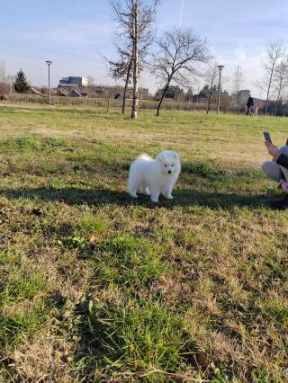 Samojed štěňata