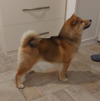 Shiba Inu štěňata na prodej