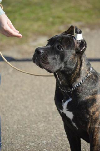 Štěně fena Cane Corso