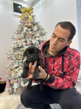 Presa Canario štěňata na prodej