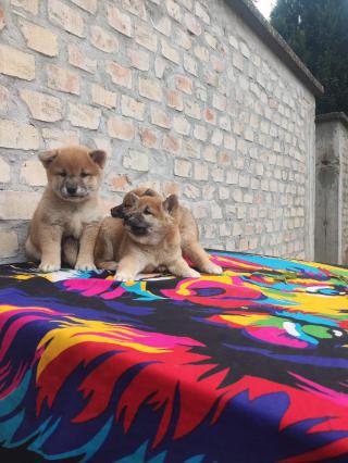 Shiba Inu štěňata na prodej