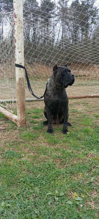 Cane Corso ženský