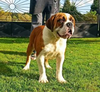 Prodám psa Campeiro