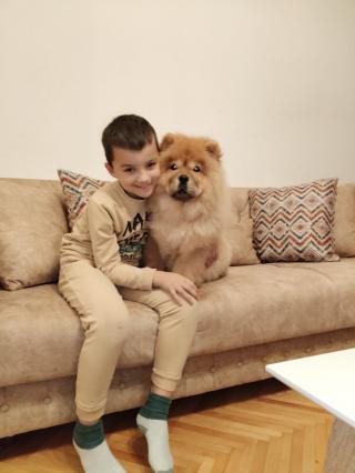 Čau čau štěňata na prodej