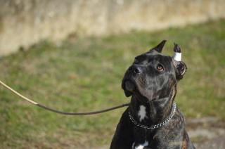 Fenka Cane Corso