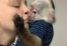 Samci a samice opic kapucínských k nastěhování