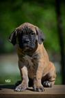 Cane Corso štěňata