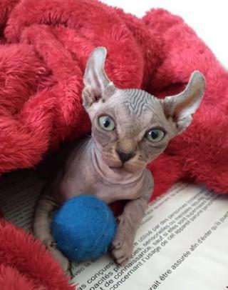 Bezsrstá koťata Elf Sphynx, TICA reg.