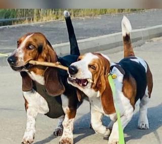 Štěňata basetů - všechna nyní rezervována