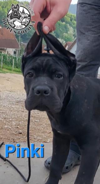 Cane Corso štěňata