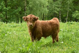 Prodám letošní jalovičku a dva býčky Highland-Skotský náhorní skot