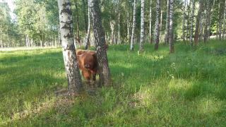 Prodám letošní a loňské býčky Highland-Skotský náhorní skot