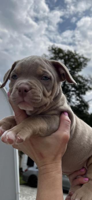 American bully 