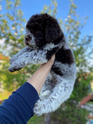 Štěňata Lagotto Romagnolo