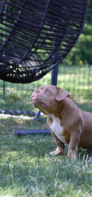 American Bully štěňata na prodej
