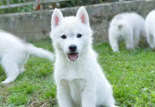 Sibiřský husky štěňata
