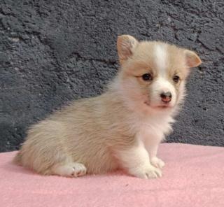 Pembroke Welsh Corgi štěňata