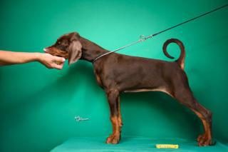Doberman šteniatka na predaj
