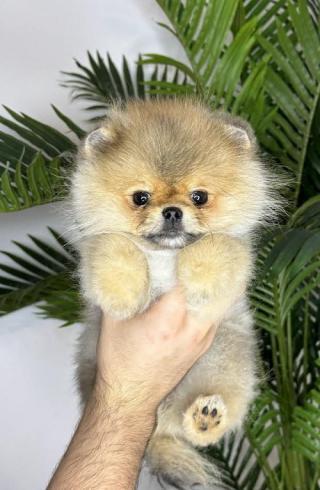 Pomeranian, čistokrevná štěňata 