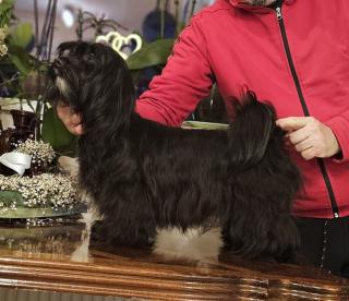 Bichon Havanese - špičkoví havanští bišonci 