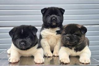 Americká akita, TOP štěňata