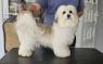 Havanese - špičkoví havanští bišonci  