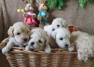 Maltipoo štěňata 