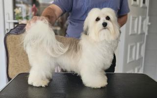 Havanese - špičkoví havanští bišonci  