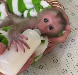 Capuchin monkeys