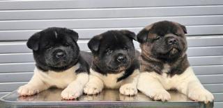 Americká akita, výborná štěňata