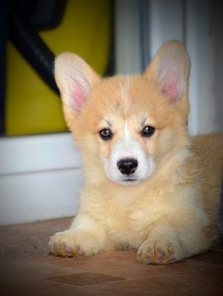 Welsh corgi pembroke štěňata na prodej