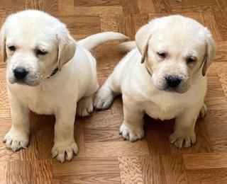Labrador retriver s PP (smetanová)