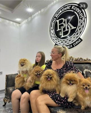pomeranian štěňata