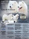 Samojed štěně na prodej